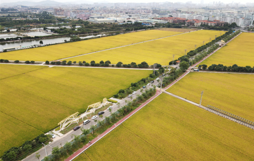 彩色透水混凝土路面----东莞周屋稻田绿道